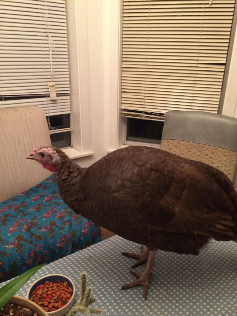 Phyllis the turkey