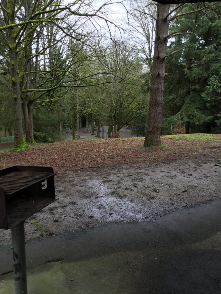 woods and afternoon light