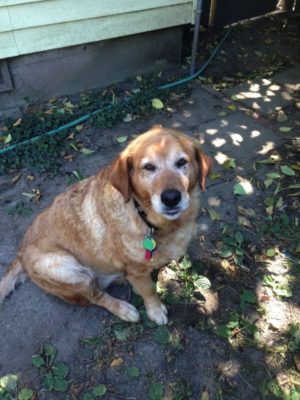Ladonna's cleaning main helper, their dog!